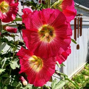 Meet your Posher, Roxanne